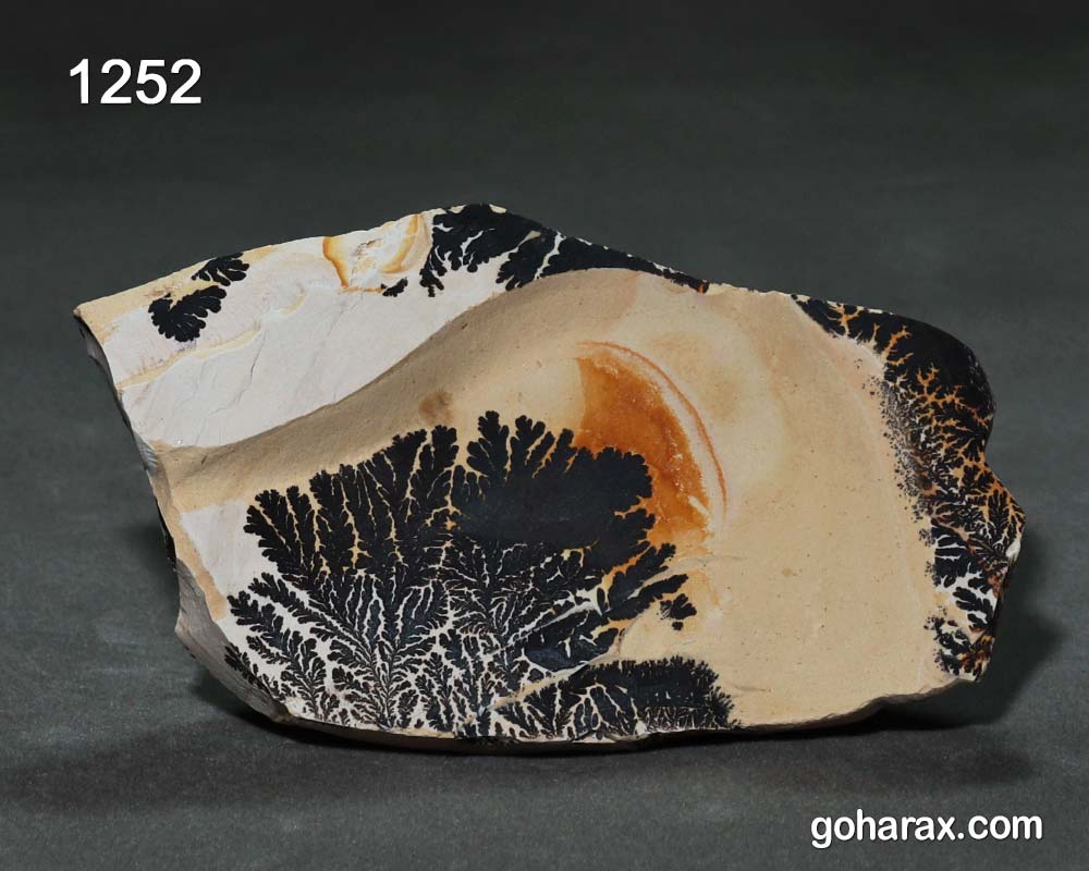 1252a سنگ فسیل شجر دندریت